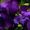 Goutelettes sur mouchoir d'iris  ©D-GRRR 
